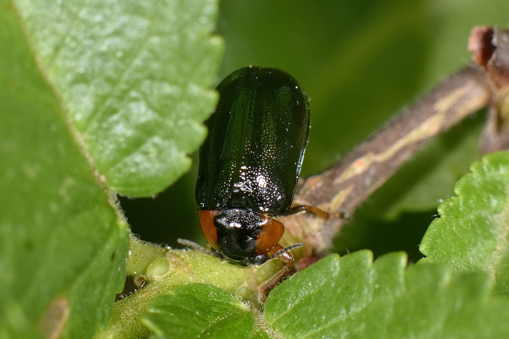 Smaragdina aurita, Chrysomelidae